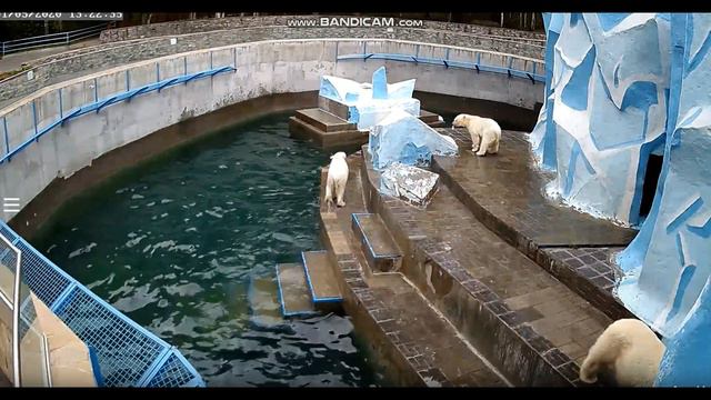 Медвежата бегают с косточкой 01.05.2020 смотреть онлайн