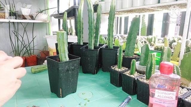 How to Graft Cactus Using Myrtillocactus Geometrizans as Rootstock? - Loy's Kaktus смотреть онлайн