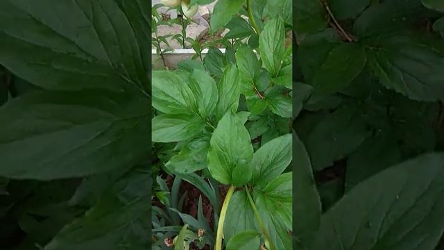 # Обзор цветение пиона Раstelegance -одна жемчужина из семейства пионов смотреть онлайн