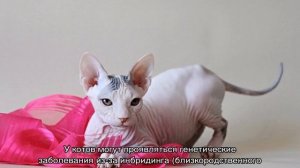 Канадский сфинкс — сколько живет, отличие от донского