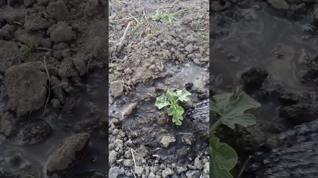 Поливка арбуза. Что бы росток рос быстрее. смотреть онлайн