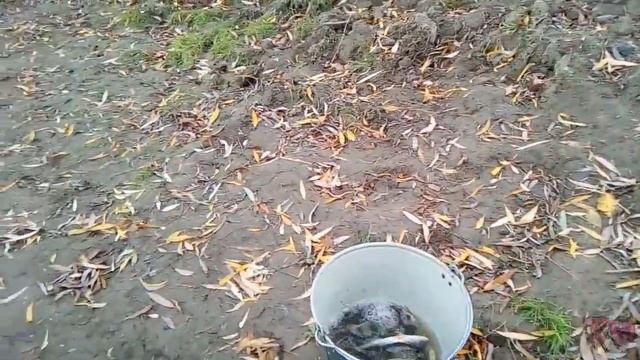 ПОСЛЕДНИЕ ДНИ ОСЕННЕЙ РЫБАЛКИ В АСТРАХАНИ. ОСЕННИЙ СЕЗОН смотреть онлайн