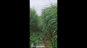 Рыбалка. Обалденное место для рыбалки.