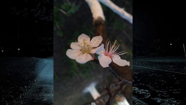 Гарні фото під хорошу музику. Квітень.  Красивые фото под хорошую музыку. Апрель. Relax music.