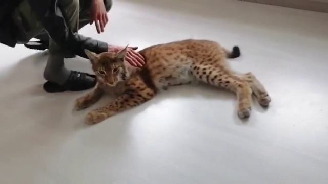 Саша в гостях у Рыси смотреть онлайн