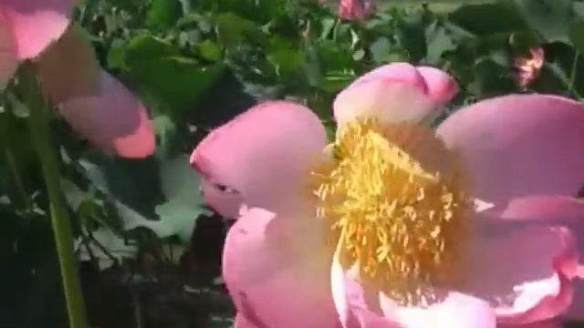 Цветы лотоса в Краснодарском крае в Ахтанизовском лимане. смотреть онлайн