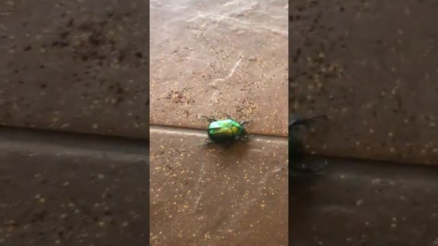 Огромный жук Бронзовка Cetonia aurata #shorts смотреть онлайн