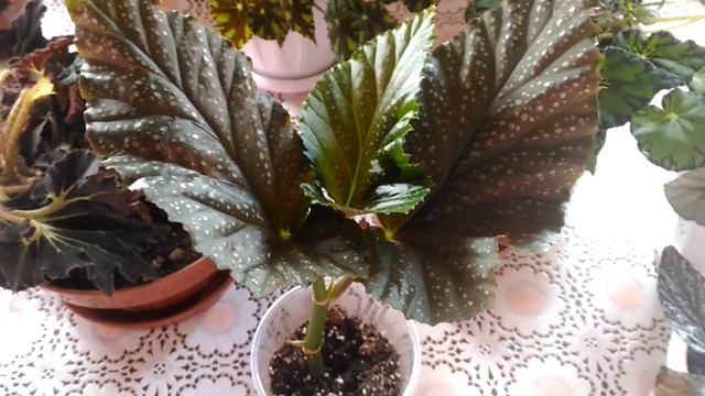 Комнатные растения?все мои декоративно лиственные бегонии☘️? смотреть онлайн