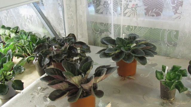 ФИАЛКА ФОРМИРУЕТ НЕКРАСИВУЮ РОЗЕТКУ. ПОЧЕМУ И ЧТО ДЕЛАТЬ смотреть онлайн