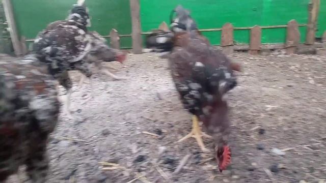 Ливенские Ситцевые 2021