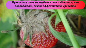 Вылечила этим своЮ КЛУБНИКУ от мучнистой росы за одно опрыскивание! Как бороться с мучнистой росой