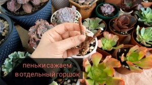 Эониумы. Укоренение. Размножение.