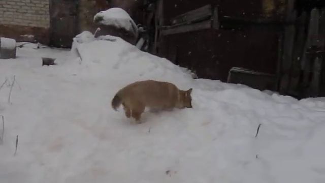 вельш корги пемброк Лайк смотреть онлайн