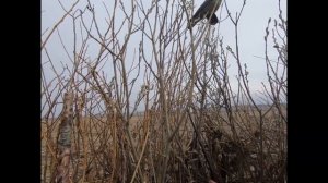 Охота на гуся в Башкирии. Весна 2020.