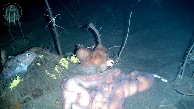 Самый жуткий червь с неожиданной уловкой! Моржовые НОВОСТИ смотреть онлайн