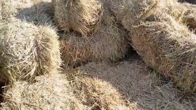 Безпривязное содержание бычков! Откорм бычков! смотреть онлайн