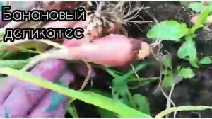 Видео-презентация банановых сортов лука ШАЛОТ ( часть 2)