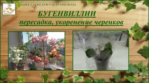 Бугенвиллии осенняя пересадка и черенкование