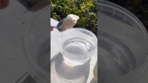 Проверка Аккураевого мёда