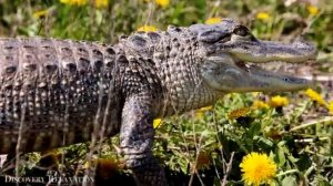 Животные мира - Замечательный фильм о дикой природе