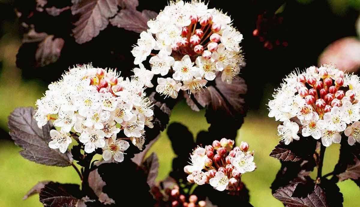 Пузыреплодник РЕЛАКС АРТ-ТЕРАПИЯ ИМПРОВИЗАЦИЯ композитор Виктор Анохин #musicanokhin #music #newage