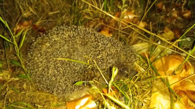 Ёж в огороде в ночь на 23.06.2019 смотреть онлайн