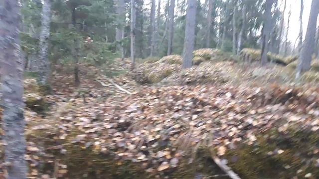 На колесе в лес. смотреть онлайн