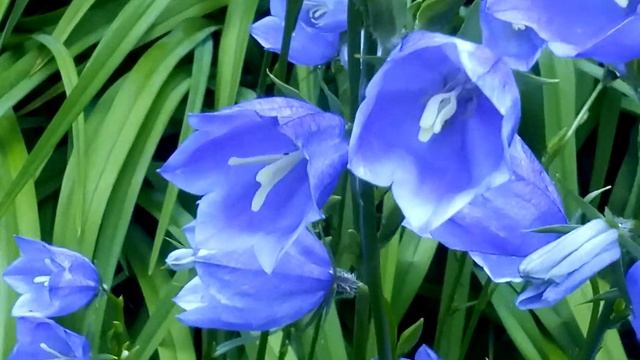 Колокольчики синие цветы! Очень красиво!!! Campanula "little bell" смотреть онлайн
