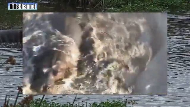 Разъяренный бегемот гонится за человеком!!! смотреть онлайн