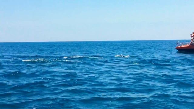 Плывем вместе с дельфинами. Крым. Новый свет. смотреть онлайн