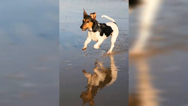 Lire a haute voix les fables d'esope #1 Du Chien et de son Image смотреть онлайн
