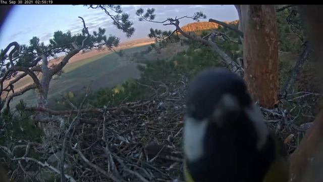 30.09.2021 5:50 Синичке очень нравится наша камера)))