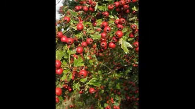 Кулинарные Рецепты из Разных Культур