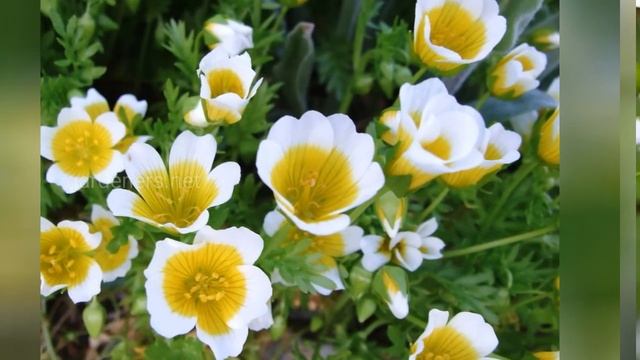 ЛИМНАНТЕС (LIMNANTHES) смотреть онлайн