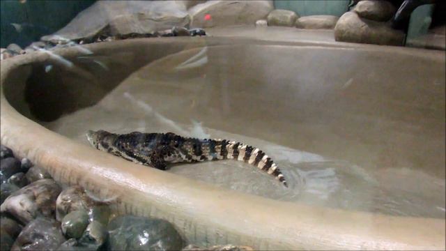 Крокодил желает плавать. 16.02.19 г. смотреть онлайн