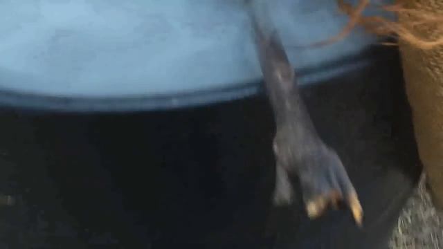 Копчение свиных ребрышек и шеи. Чистка дымогенератора. смотреть онлайн