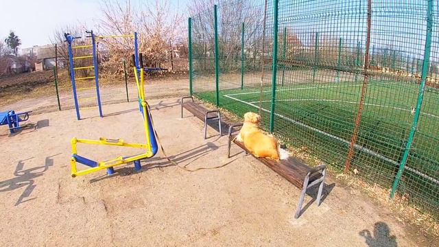 Тренажеры-занятия, похудение! Собака встретила бабулю, поход за продуктами. смотреть онлайн