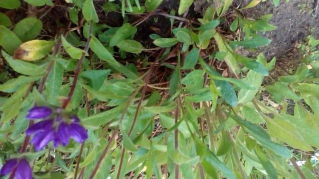 Фиолетовые садовые колокольчики, цветы для овощей клумбы смотреть онлайн