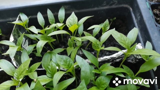 Рассада Финик жёлтый, Чёрный принц, поцелуй, Бычье Сердце. смотреть онлайн