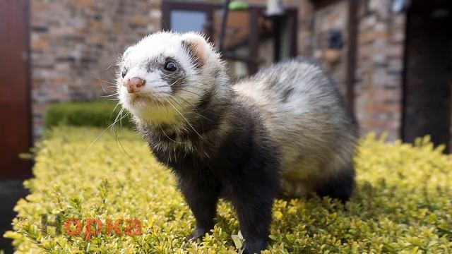 Азбука и животными / ABC and Animals смотреть онлайн