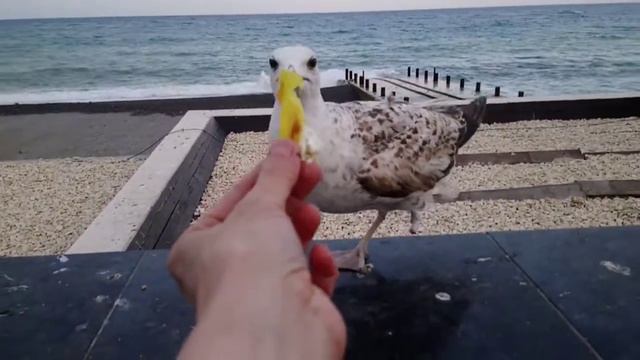 Морская чайка без лапки. смотреть онлайн