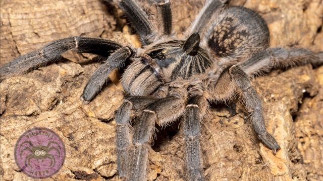 Species Showcase, Ceratogyrus Marshalli!