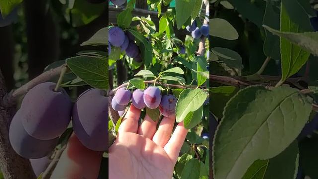 Самая сладкая слива!