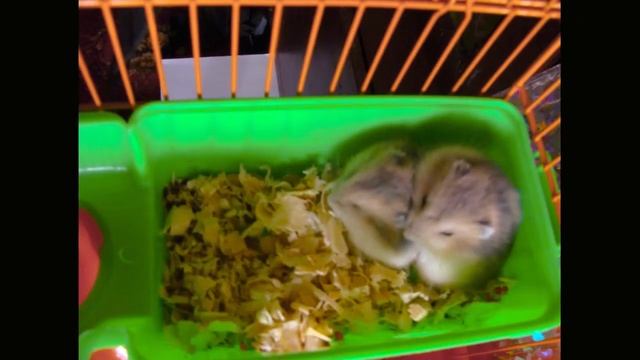 Хомячки фото кино #хомячки #отпуск #путешествие #animals #победительлени #море #мандри #карта смотреть онлайн