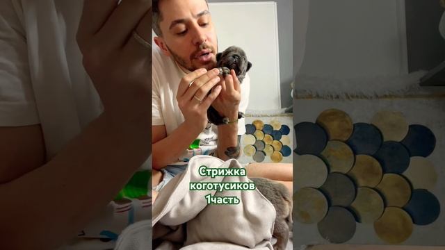 Французский бульдог флаффи. Стрижем когти, возраст-22й день! #французскийбульдог #флаффи #fluffy