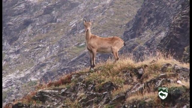 Кавказский государственный природный биосферный заповедник смотреть онлайн