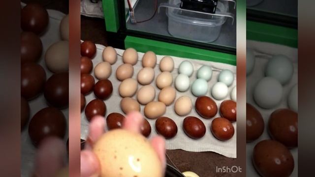 Мою яйцо Брамы Изабель. смотреть онлайн