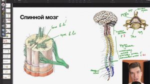 6.33. Строение спинного мозга | Анатомия к ЕГЭ | Георгий Мишуровский
