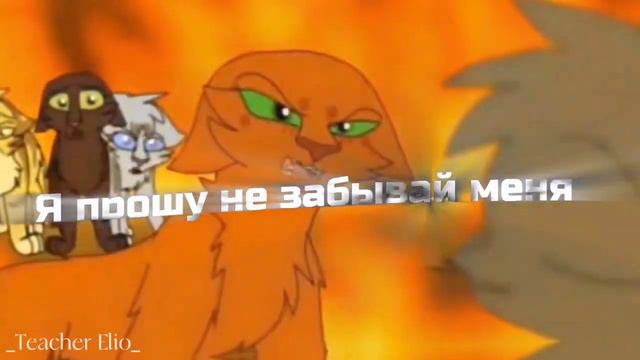 [Коты воители] MEP | Между нами километры.