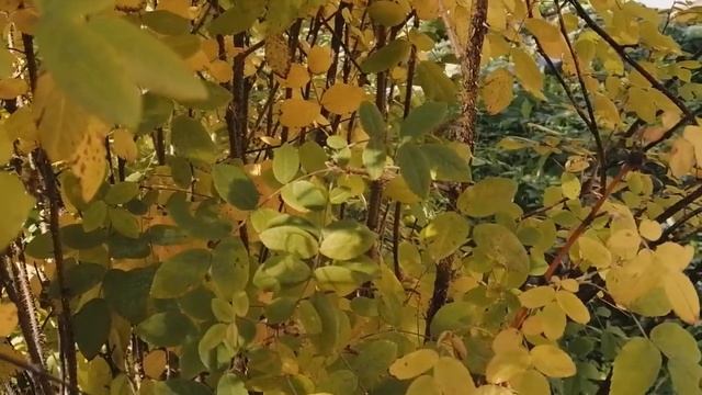 Кофточка для девочки спицами, реглан сверху. смотреть онлайн